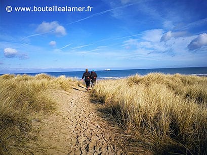 Dunes et végétation sauvage protégée aux Escardines, Oye-Plage, Pas-de-Calais